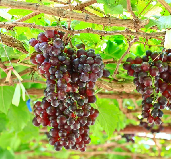 Um bando de uvas vermelhas — Fotografia de Stock