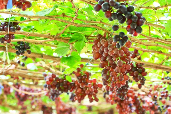 Bouquet de raisins rouges — Photo