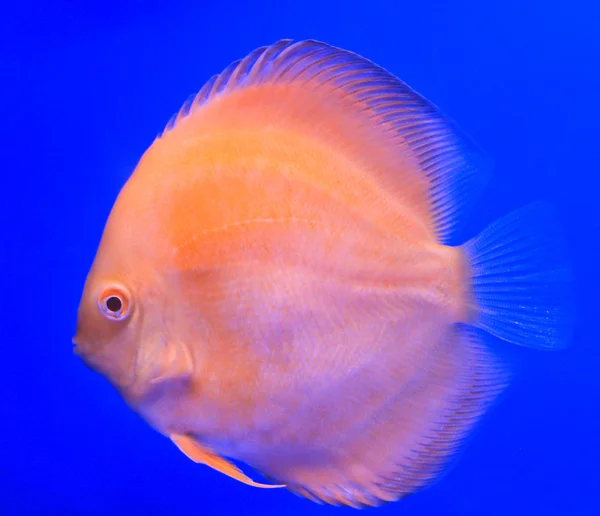 Pesci nel vetro dell'acquario — Foto Stock