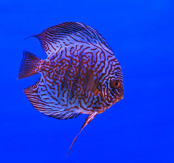 Fish in the aquarium glass — Stock Photo, Image