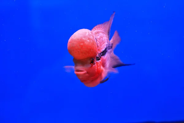 Pesci d'acquario — Foto Stock