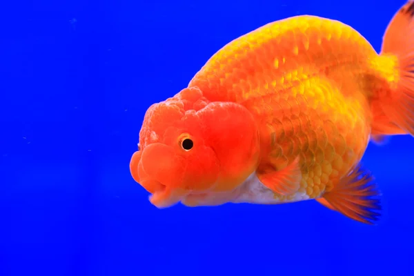 Goldfish in a glass cabinet — Stock Photo, Image