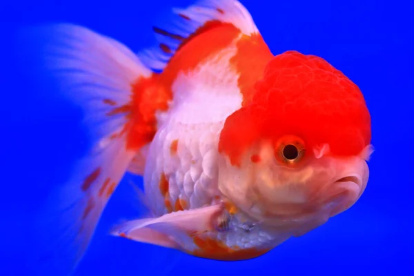 Goldfish em um armário de vidro — Fotografia de Stock