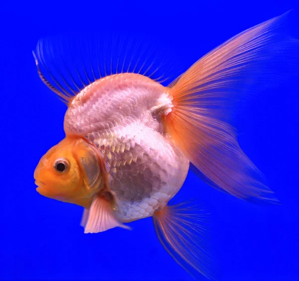 Guldfisk i en glas skåp — Stockfoto