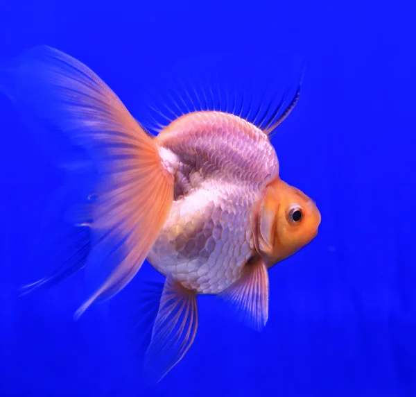 Guldfisk i en glas skåp — Stockfoto