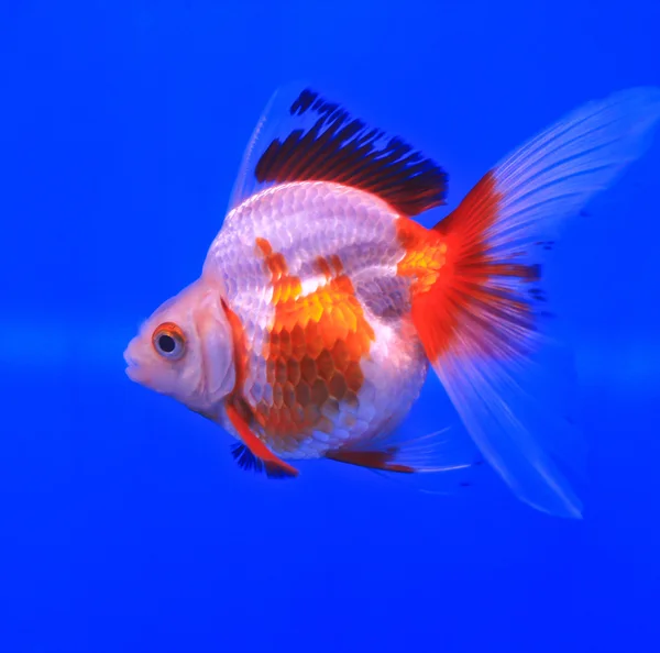 Zlaté rybky ve skleněné skříňce — Stock fotografie