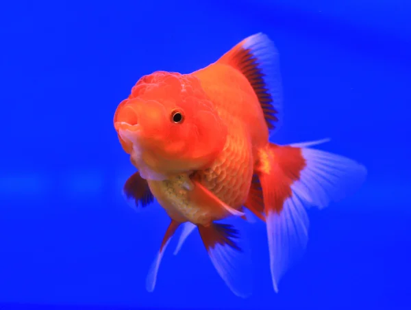 Guldfisk i en glas skåp — Stockfoto