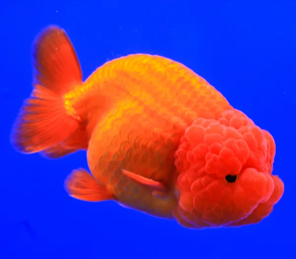 Золотая рыбка в стеклянном шкафу — стоковое фото