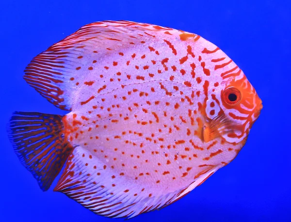 Fish in the aquarium glass — Stock Photo, Image