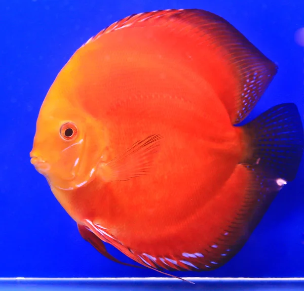 Fish in the aquarium glass — Stock Photo, Image