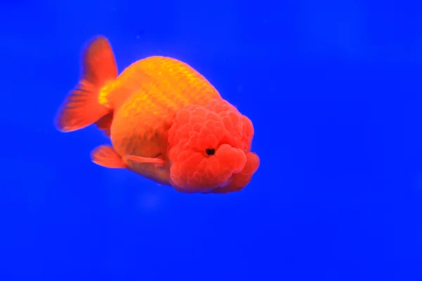 Золотая рыбка в стеклянном шкафу — стоковое фото