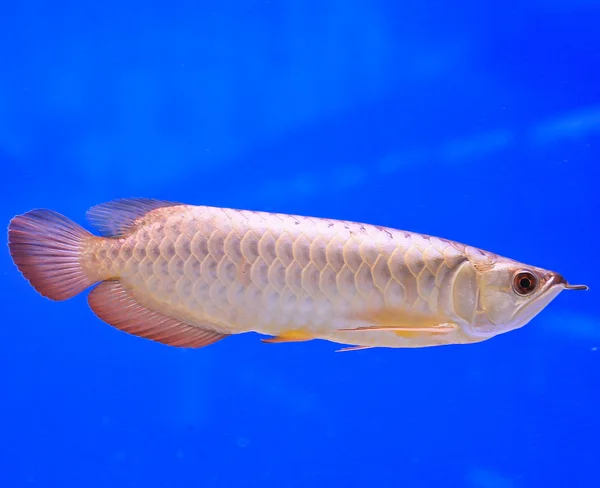 Fish in the aquarium glass — Stock Photo, Image