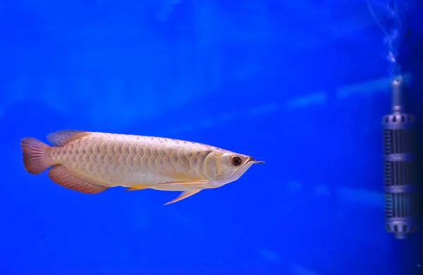 Fish in the aquarium glass — Stock Photo, Image