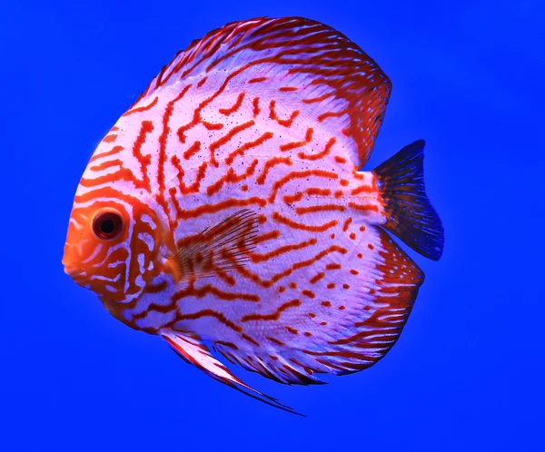 Az akvárium üveg hal — Stock Fotó