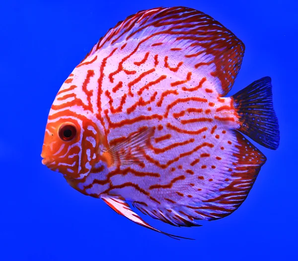 Fish in the aquarium glass — Stock Photo, Image