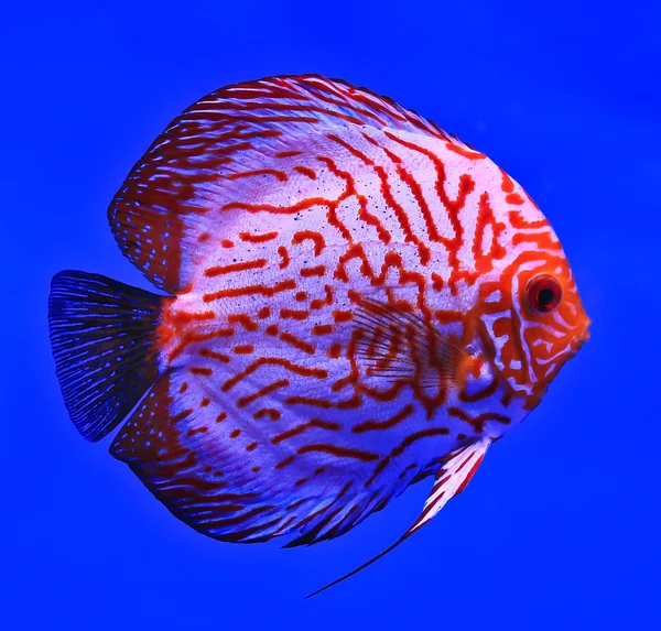 Fish in the aquarium glass — Stock Photo, Image