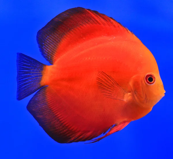 Fish in the aquarium glass — Stock Photo, Image