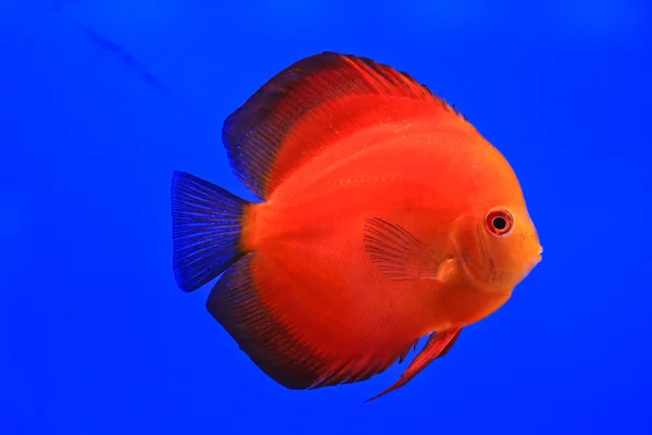 물고기 수족관 유리에 — 스톡 사진
