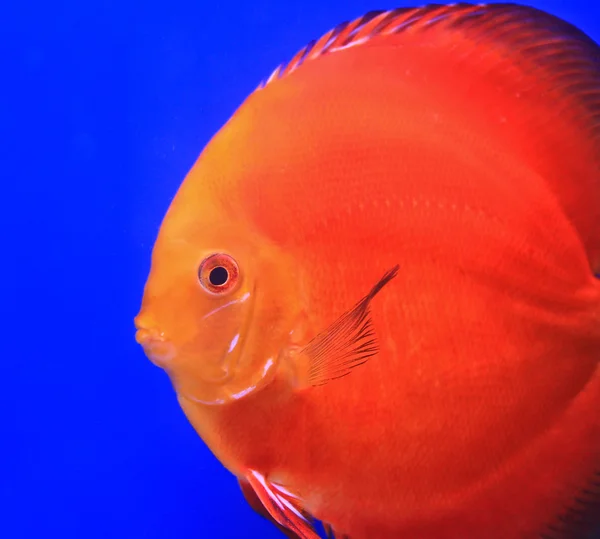 Vis in het aquariumglas — Stockfoto