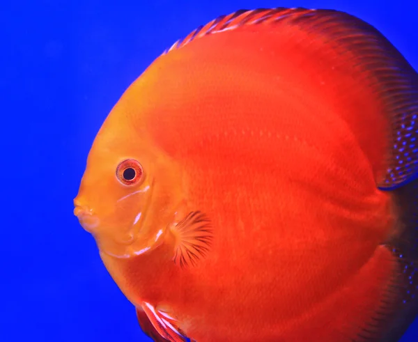 Vis in het aquariumglas — Stockfoto