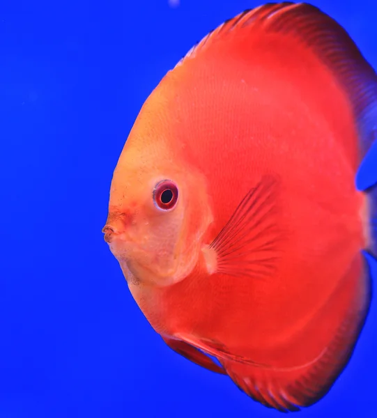 Fish in the aquarium glass — Stock Photo, Image