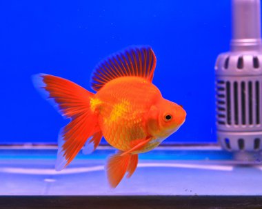 Goldfish bir cam kabin