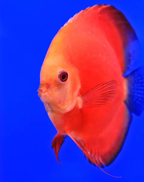 Poissons dans le verre de l'aquarium — Photo