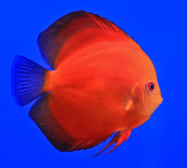 Poissons dans le verre de l'aquarium — Photo