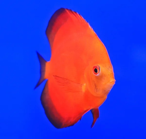 Fish in the aquarium glass — Stock Photo, Image