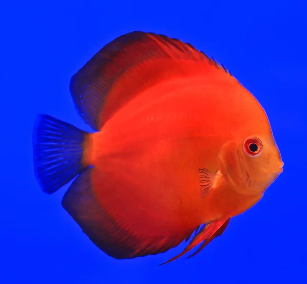 물고기 수족관 유리에 — 스톡 사진