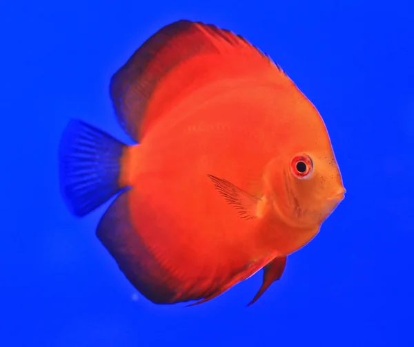 Peces en el vaso del acuario — Foto de Stock