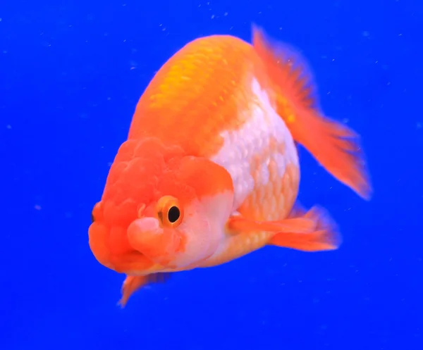 Goldfish in a glass cabinet — Stock Photo, Image