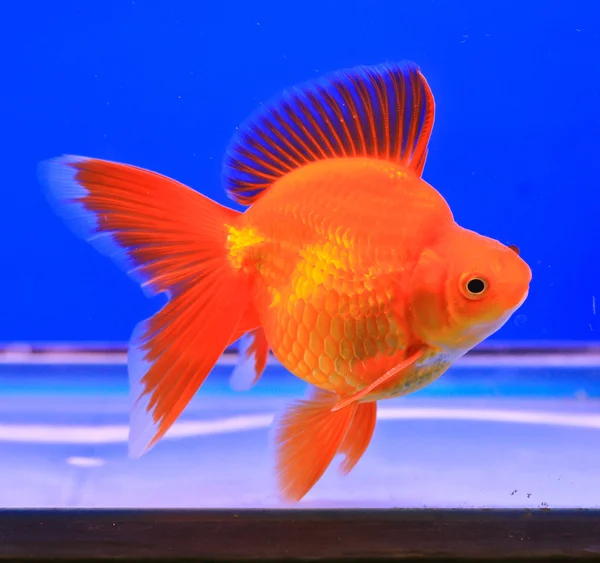 Pesce rosso in un armadio di vetro — Foto Stock