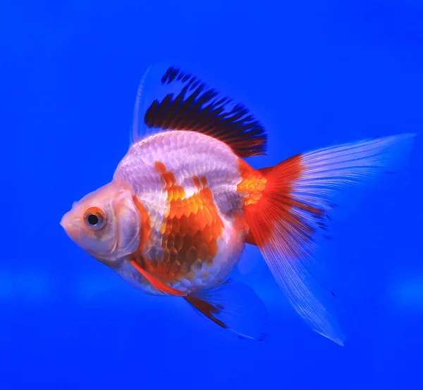 Guldfisk i en glas skåp — Stockfoto