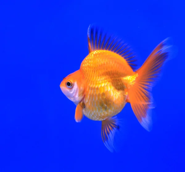 Goldfische in einer Vitrine — Stockfoto