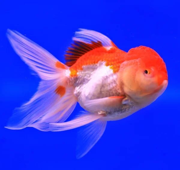 Guldfisk i en glas skåp — Stockfoto