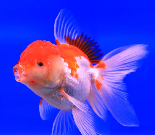 Goldfische in einer Vitrine — Stockfoto