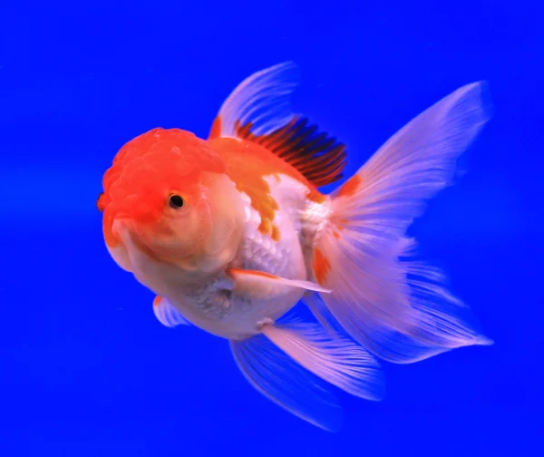 Guldfisk i en glas skåp — Stockfoto