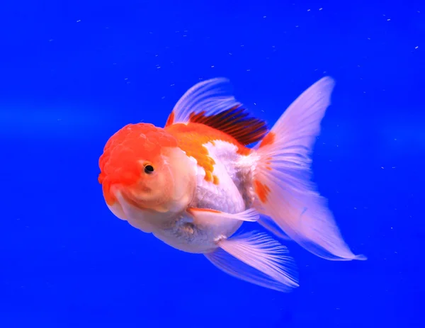 Guldfisk i en glas skåp — Stockfoto