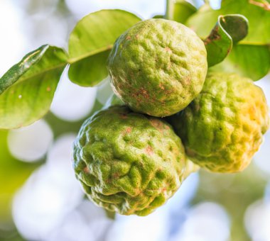 Bergamote sur arbre 