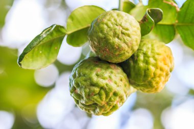 Bergamote sur arbre 