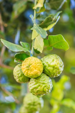 Bergamote sur arbre 