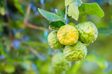 Bergamote sur arbre 