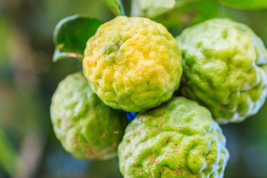 Bergamote sur arbre 