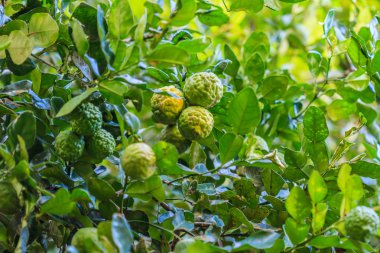 Bergamote sur arbre 