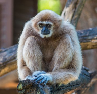 gibbon veya lar jibon beyaz yanaklı