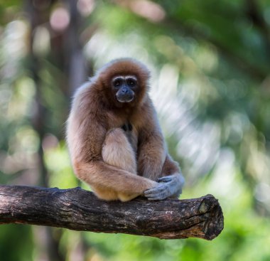 gibbon veya lar jibon beyaz yanaklı