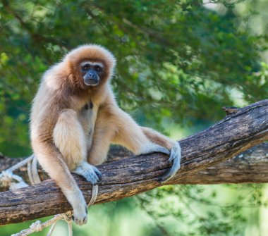 gibbon veya lar jibon beyaz yanaklı