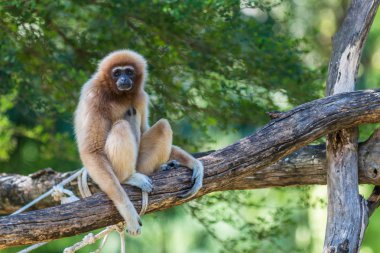 gibbon veya lar jibon beyaz yanaklı
