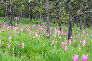 Siyam Lale alanları